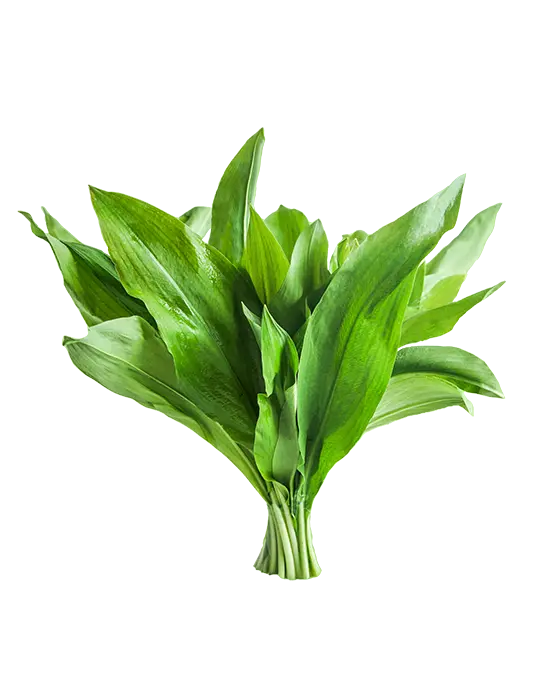 Bärlauch - lat. Allium ursinum - Waldkräuter aus der Region